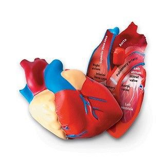 Children&#039;s anatomy model of the heart cross-section soft foam  lfa #l1008 for sale