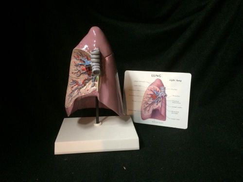 GPI #3100 Basic Human Lung Anatomical Model