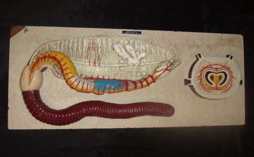 Vintage Huge Nystrom LifelIke Earthworm Anatomical Teaching Model
