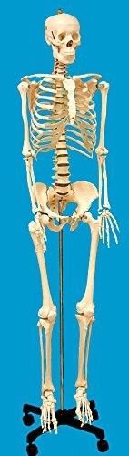 Human Skeleton Full Size Model-Medical Educational Display United Scientific