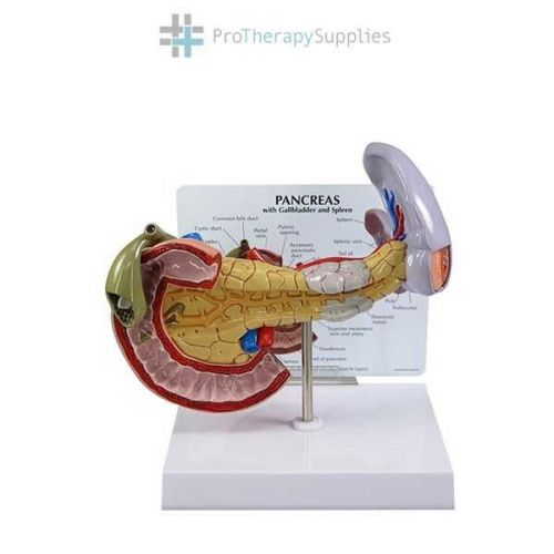 Anatomical Pancreas Spleen and Gallbladder Model Life Size