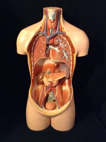 SOMSO AS20 Small Anatomical Torso of Young Man without Head / Internal parts Art