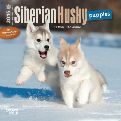 2015 SIBERIAN HUSKY Puppies Mini Wall 7x7 Calendar NEW &amp; SEALED