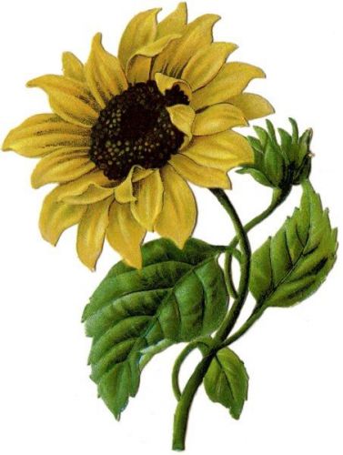 30 Custom Vintage Sunflower Personalized Address Labels