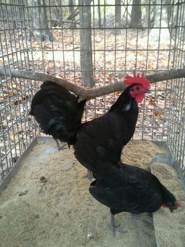 Old English Bantam Black pure breed fertile hatching eggs 6