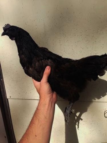 1 pure ayam cemani hatching egg greenfire farms for sale