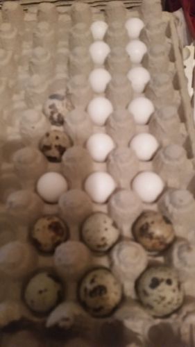 Assorted hatching Quail Eggs set of 24 plus extras