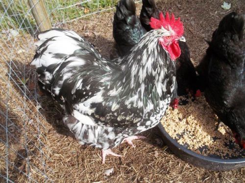 Poultry Hatching Eggs!Mottled Spangle/Black Copper Maran Chicken Eggs!(8+ Eggs)