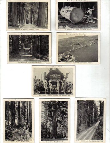 (13) VINTAGE PICTURES REDWOOD TREES of NORTHERN CALIFORNIA  &#034;LOOK&#034;