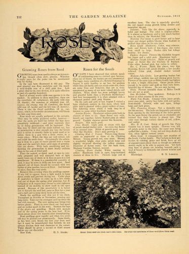1912 Article Rose Garden Seed Planting Southern Growing - ORIGINAL GM1