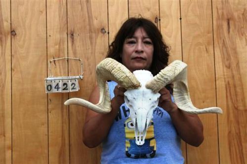 Ram skull &amp; horns / long steer cow bull skulls horn rs0422 for sale