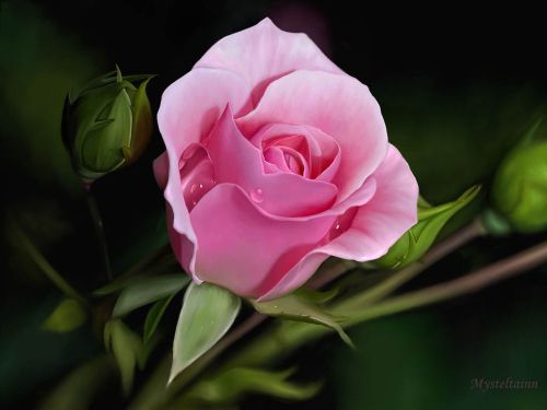 Fresh Powder Pink China Rose (10 Seeds) Beautiful Roses..Winter Hardy. WOW