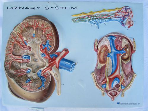 Hubbard Scientific Vintage 3D Medical Diagram - Human Urinary System