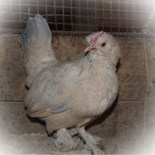6+ Mille/White/Porcelain D&#039;uccle Hatching Eggs