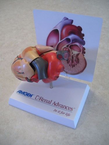Amgen Renal Advances heart model with diagram card