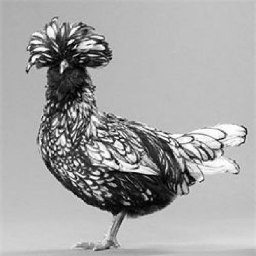 10 Ten + extras Silver Laced Polish Hatching Eggs