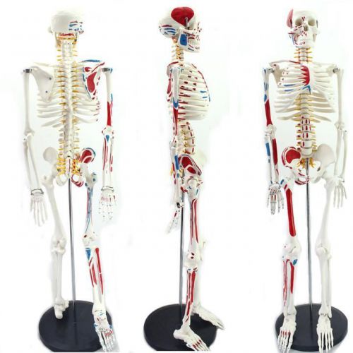 New 85cm human anatomical anatomy skeleton medical teaching model muscle +stand for sale