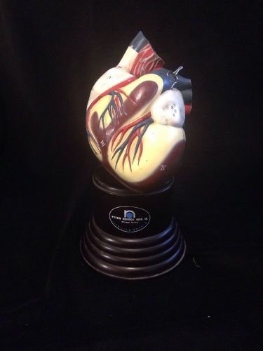 Vintage Nystrom Human Heart Anatomical Model Cardiac Model Life Size