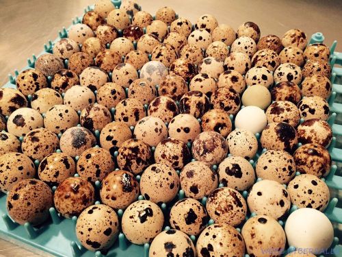 96 JUMBO PHARAOH COTURNIX QUAIL EGGS Premium Fertile Hatching Eggs