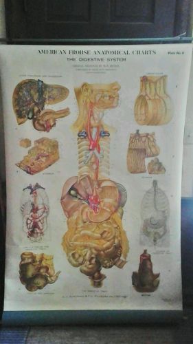 Vintage 1947 Nystrom Retractable School Teaching Chart: The Digestive Tract