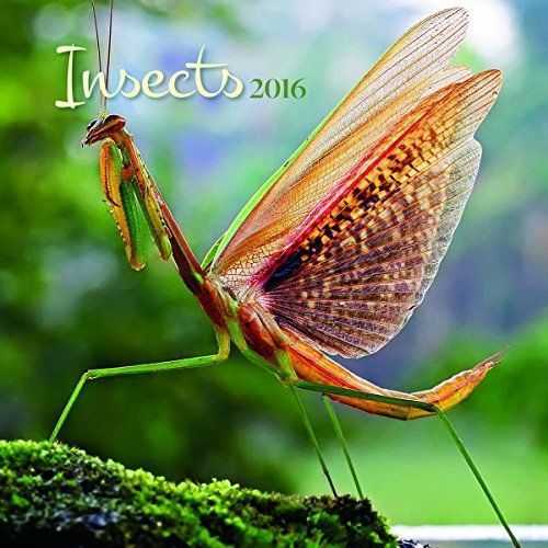 Turner Insects 2016 Wall Calendar (8940028)