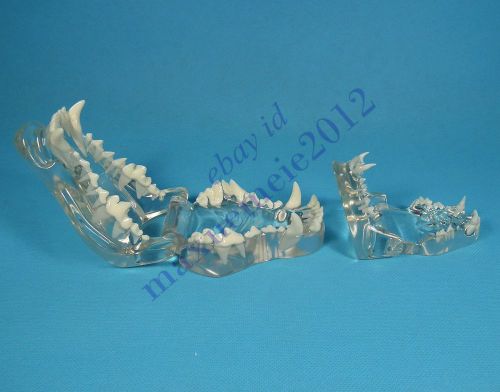 HS canine feline jaw teeth study model clear veterinary anatomy display teaching