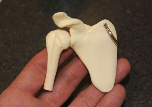 ANATOMICAL SHOULDER KEY TAG MODEL - KEY RING  - KEY CHAIN - KEYCHAIN