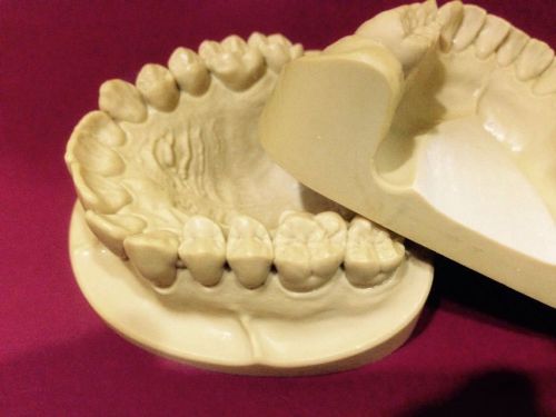 Dental Anatomy Stady  Presentation Models