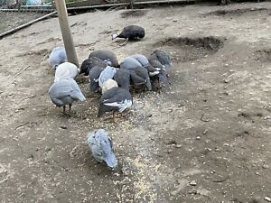 1 Guinea Hatching