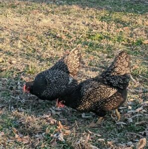 6+ Purebred Barnevelder Hatching Eggs - Mid-Sized, Hardy Birds - NPIP Certified