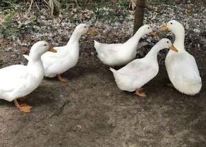 Duck Hatching Eggs. Muscovy, Indian Runner, Pekin 6