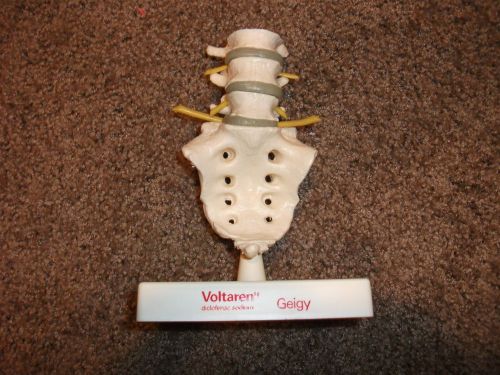 ANATOMICAL MODEL OF LOWER BACK - SPINE &amp; COCCYX BY GEIGY EDUCATIONAL ITEM