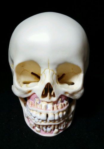 SOMSO - QS3/2 Artificial Skull of Child Anatomical Model, 2 part (QS 3/2)