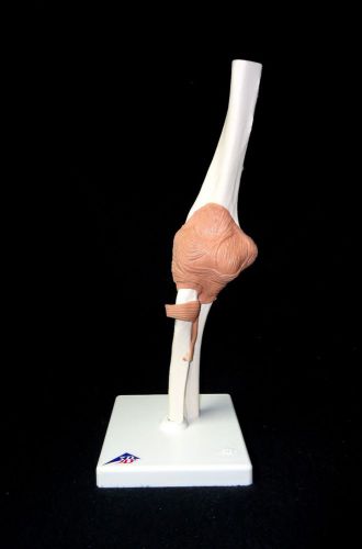 3b scientific - a83 functional elbow skeleton bone joint anatomical model a 83 for sale