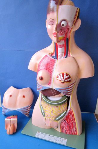 HUMAN TORSO MODEL Male/Female - Unisex Life Size- Medical Teaching Free Shipping