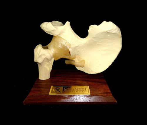 Relafen - Human Hip Anatomical Teaching Model on Base