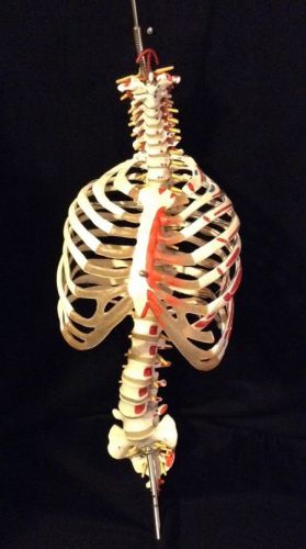 3B Scientific Flexible Human Vertebral Column Skeleton Model Muscle Attachments