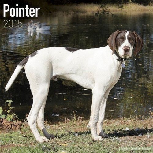 NEW 2015 Pointer Wall Calendar by Avonside- Free Priority Shipping!