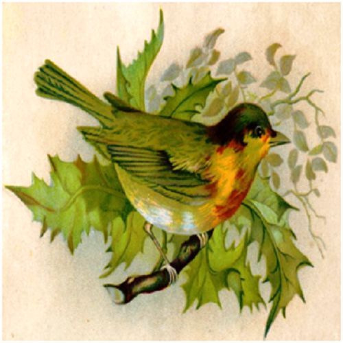 30 Custom Vintage Bird Art Personalized Address Labels