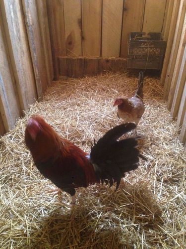 6 Pure Lacy Roundhead Gamefowl Hatching Eggs