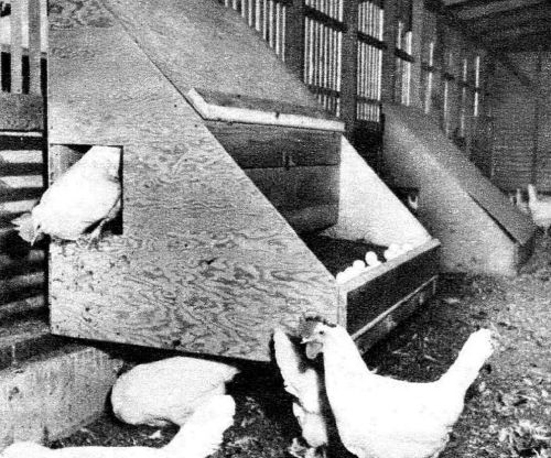 Build Your Own Roll Out Nests for Laying Chickens! Less Breakage! More Eggs!