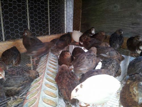 60 ++Mixed Coturnix Quail Hatching Eggs