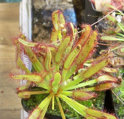 Fresh drosera capensis (wide leaf)- (10+ seeds) carnivorous plant, hardy, l@@k!! for sale
