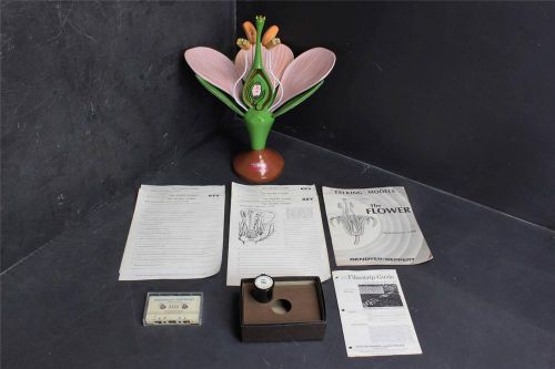 Vintage Biology~Giant Dicot~Botanical Model~Talking Flower~Denoyer Geppert~KT414