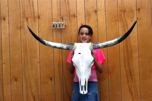 Steer skull long horns 3&#039; 8&#034; cow bull skulls horn h6127 for sale