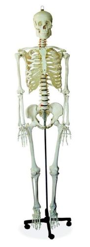 Skeleton Articulated With Stand 180 Cm E11