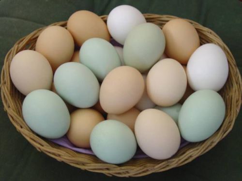 10++ Fertile hatching chicken eggs