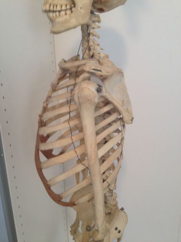 Medical Skeleton