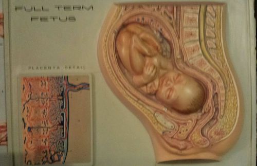 Vintage Hubbard Scientific Anatomical Full Term Fetus