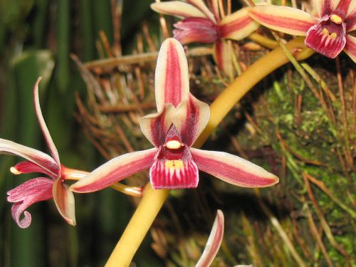 Fresh genuine cymbidium &#034;aloifolium&#034; orchid (20+ premium seeds) wow, l@@k!!!!!!! for sale